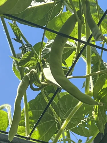 The risks of waiting too long to harvest garden vegetables